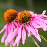 Echinacea: the Immune-Boosting Purple Flower