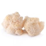 Lion's Mane Mushroom: The Ultimate Brain Booster, Immune Supporter and Digestion Helper