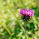 Milk Thistle and Liver Detoxification: Understanding Its Mechanisms, Benefits, Dosage, and Side Effects