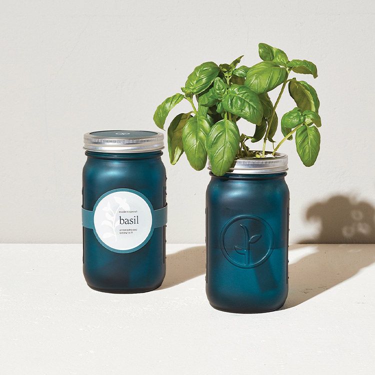 Modern Sprout, Garden Jar - Basil Kit