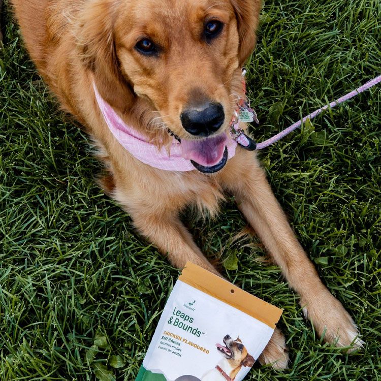SierraSil, Leaps and Bounds, Dog Chews, Chicken, 100 Bites