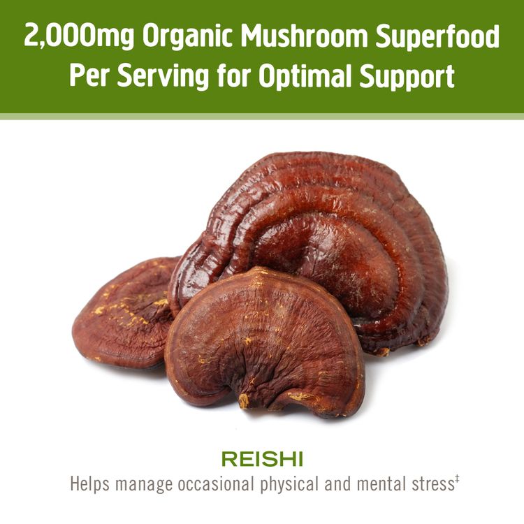 OM Mushroom, Superfood Powder, Reishi, 60g
