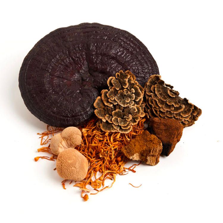 加拿大Optimi素食蛋白粉+有机蘑菇精华 香草味/640克 不添加糖 防止肌肉流失 最大化提升免疫 对抗压力